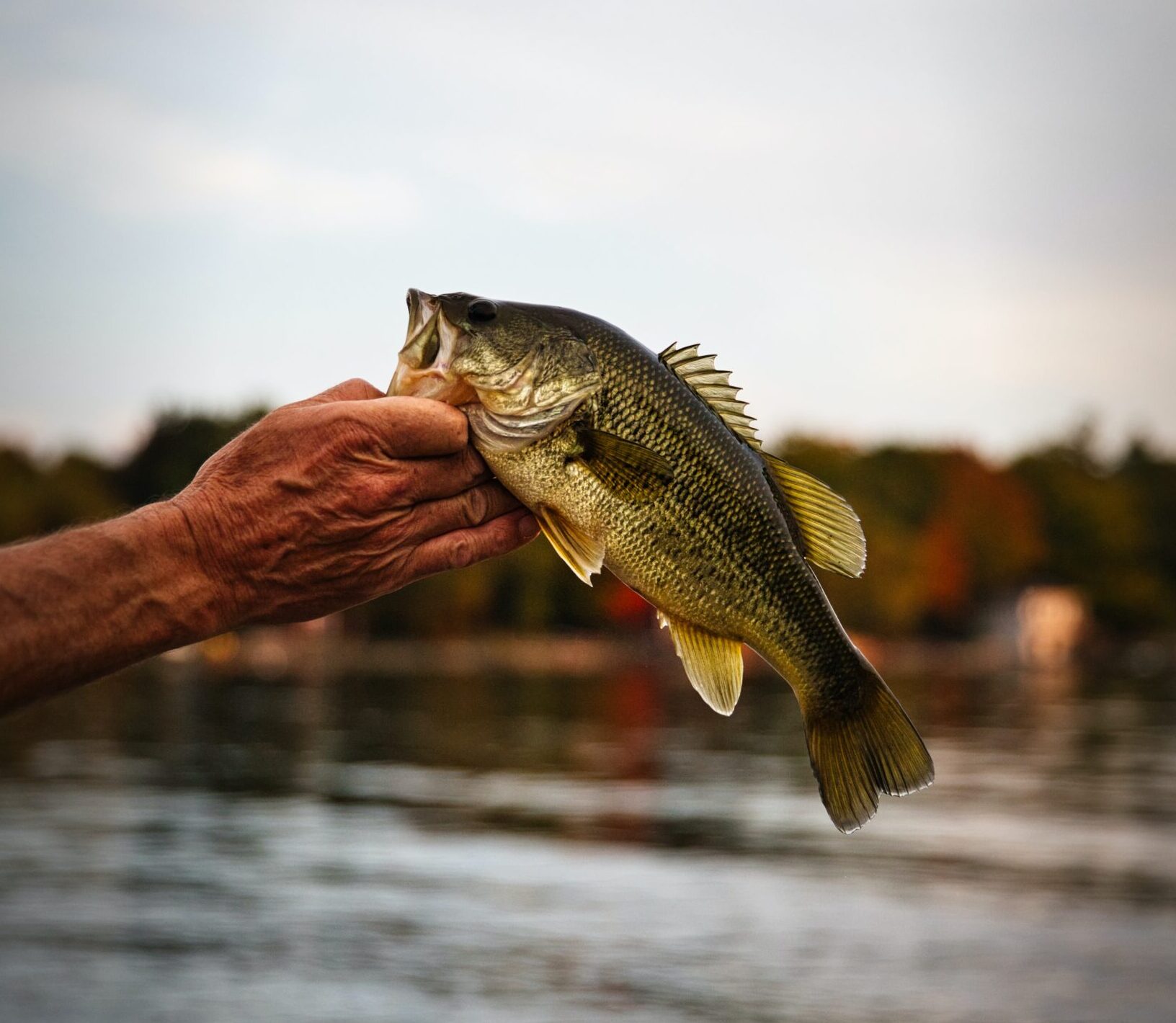 Bass Fishing Techniques: Strategies for Catching Largemouth and Smallmouth Bass