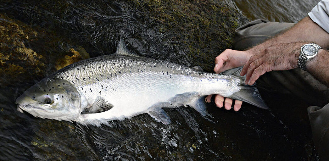 Salmon Fishing: A Complete Guide to Navigating Their Spawning Seasons